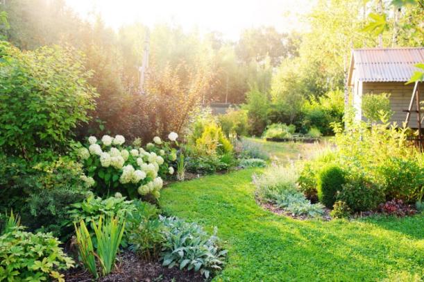 plantation arbres et arbustes plantation arbres et arbustes