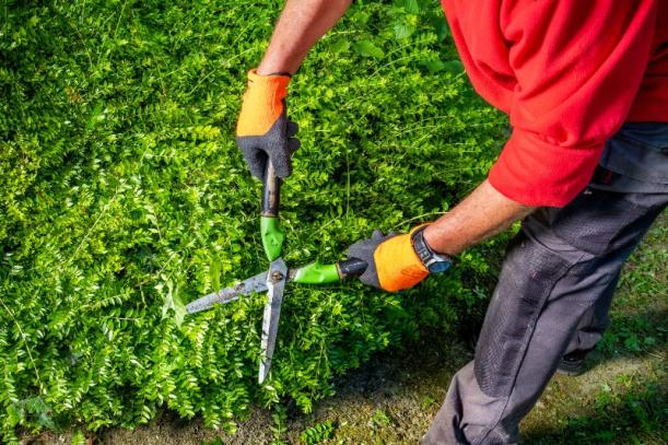 taille haies jardin taille haies jardin