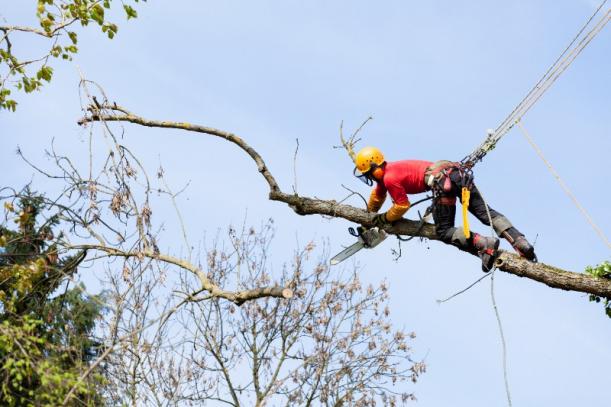 Abattage arbre Abattage arbre